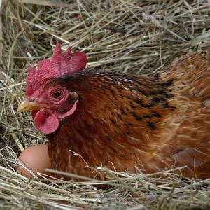 养鸡场里的公鸡与母鸡摄影高清jpg图片免费下载_编号vwqh5028v_图精灵