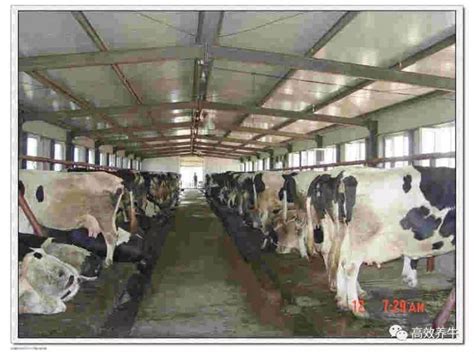 养牛的最佳牛舍怎么建,农村养10头牛的牛棚,农村怎么搭建牛棚便宜(第5页)_大山谷图库