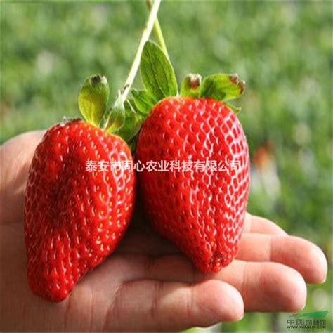 广西北海红颜草莓苗多少钱卖_广西北海红颜草莓_泰安高新区共赢园艺场