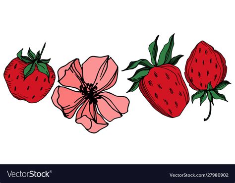 Strawberry fresh berry healthy food black Vector Image