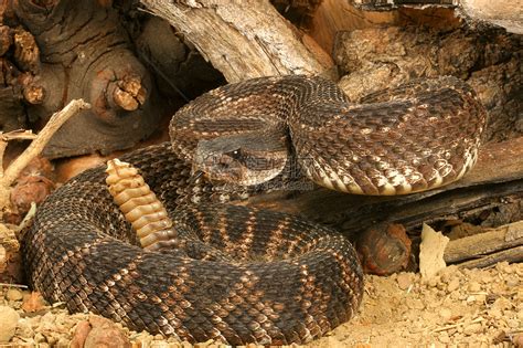 龙尾蛇的肖像爬虫毒液野生动物高清图片下载-正版图片320654030-摄图网
