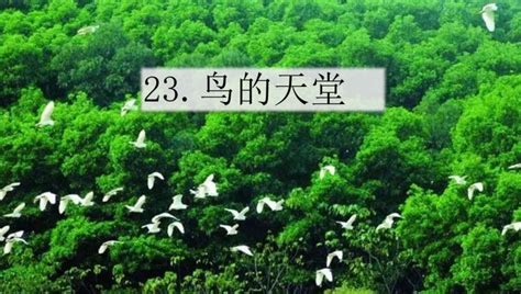 2021年统编版五年级上册第23课《鸟的天堂》阅读理解（含答案）_21世纪教育网-二一教育
