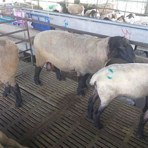 羊价格今日价买一只羊要多少钱活羊价格行价_羊羔价格_嘉祥县思源肉牛养殖场