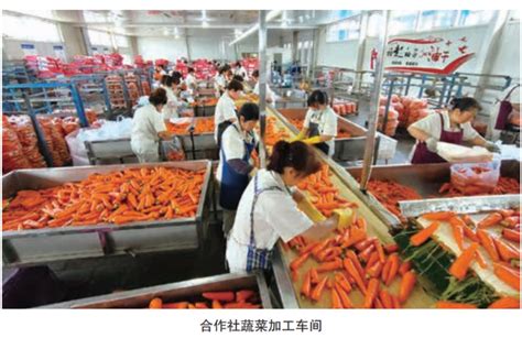 四川中江：发展农民专业合作社助农增收_县域经济网