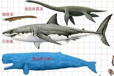 大白鲨的祖先是什么动物?巨齿鲨(咬合力堪比霸王龙)-小狼观天下