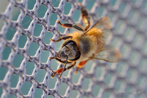 秒懂百科：蜜蜂的秘密