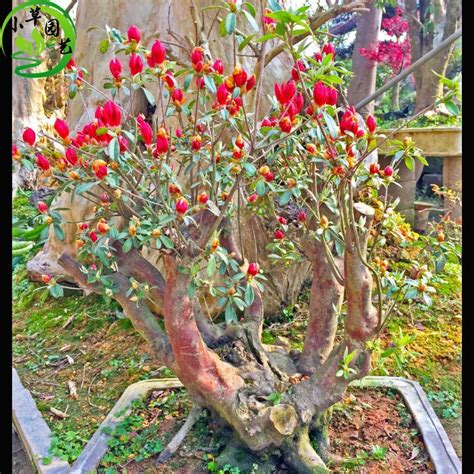 小叶映山红是什么品种,小叶映山红怎么样,最稀有的映山红花品种_大山谷图库