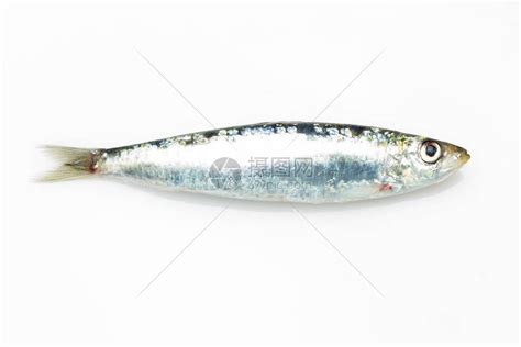 沙丁鱼是一种在鱼贩中很容易找到的鱼高清图片下载-正版图片506579543-摄图网