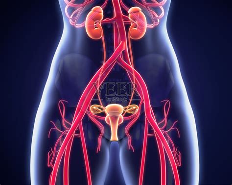 女性泌尿生殖解剖学照片摄影图片_ID:125844150-Veer图库