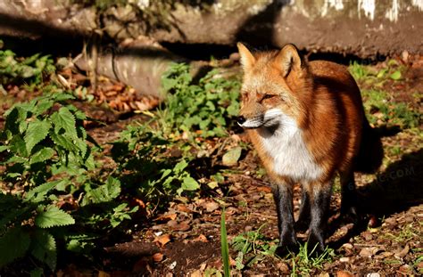 一只树林里的狐狸特写摄影高清jpg图片免费下载_编号vn3he98j1_图精灵