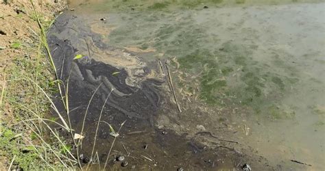 40亩虾塘被废机油污染，相关部门这样处理|生态环境|暗管|益阳市_新浪新闻