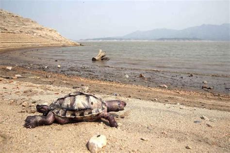 河北水库干涸岸边现乌龟尸体 生态环境变化引发思考 | 宠物天空
