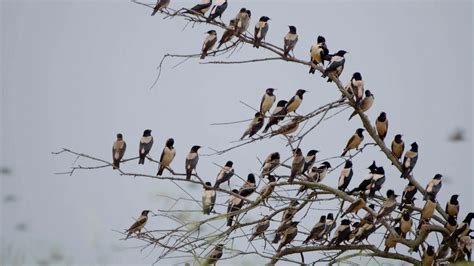 夏季树枝上的观鸟高清图片下载-正版图片600459459-摄图网