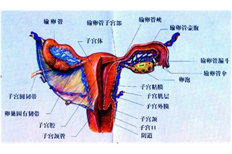 女性生殖系统female genital system 生命经纬知识库