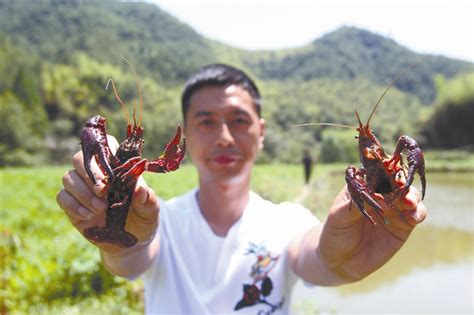 温州人很快能吃上“矿泉水”养的小龙虾 专家点赞品质有保障 - 永嘉网