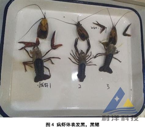 [每周一例]小龙虾感染白斑综合征病毒，杀虫后加重死亡_虾类专题（小龙虾养殖）_水产养殖网