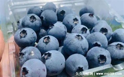 蓝莓一天吃多少为宜，4-6颗最佳/最多不超20颗(伤肠胃) — 久久经验网