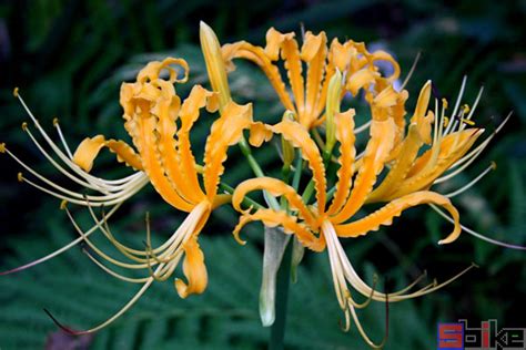 娜丽花(Nerinesarniensis)~图片