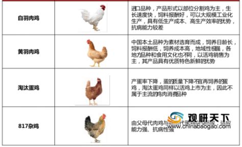 中国肉鸡养殖行业新常态-行业发展-汇丰药业