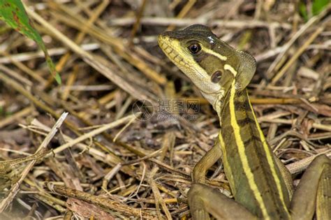 野生动物避难所学常见的蛇怪基督蜥蜴蛇怪basiliscus热带雨林哥斯达黎加中美洲国高清图片下载-正版图片307746432-摄图网
