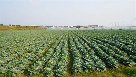 乐山犍为：千亩蔬菜绘出乡村振兴丰景图_四川在线