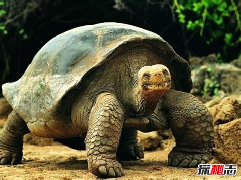 世界上最大的乌龟，加拉帕戈斯象龟(长6米/重800斤)-小狼观天下