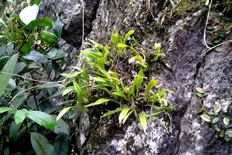老挝野生石斛，又称虎牙石斛——原来，还有那么多我们不知道的东西_多糖