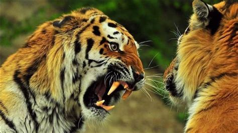 大型的狼群遇见老虎时会害怕吗？它们能否与老虎一战？|灰狼|狼群|狼_新浪新闻