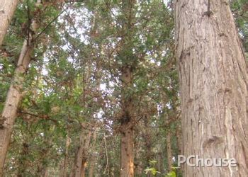 水杉可以在北方种植吗-绿宝园林网