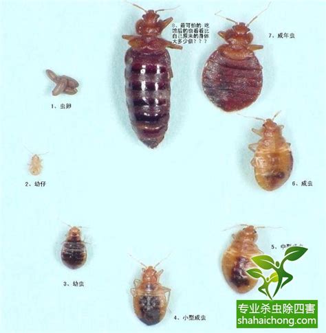 吸血虫大全图片