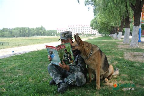 我国军队中一只特殊的“兵种”——军犬-搜狐大视野-搜狐新闻
