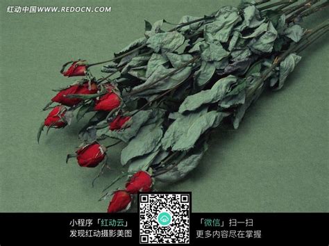 一束即将枯萎的玫瑰花图片免费下载_红动中国