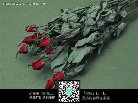 干枯的玫瑰花图片