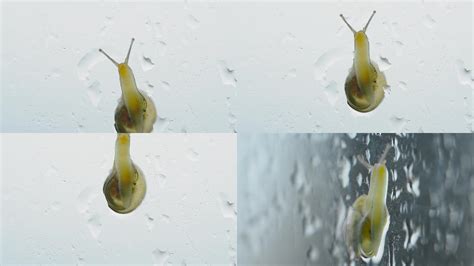 蜗牛在玻璃上爬行视频_视频素材下载_编号:4332634_光厂(VJ师网) www.vjshi.com