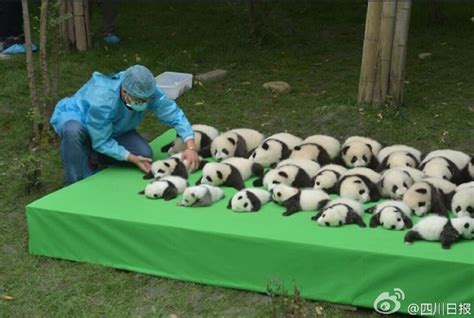 成都新生的23只大熊猫首秀 “熊猫瘫”萌翻全场(组图)_凤凰资讯