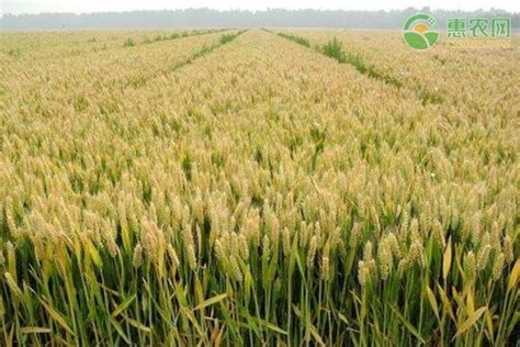 2023小麦价格前景预测 - 惠农网