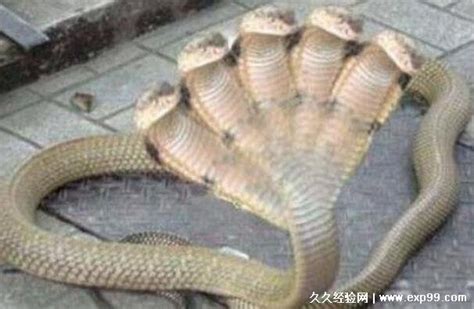双头蛇图片