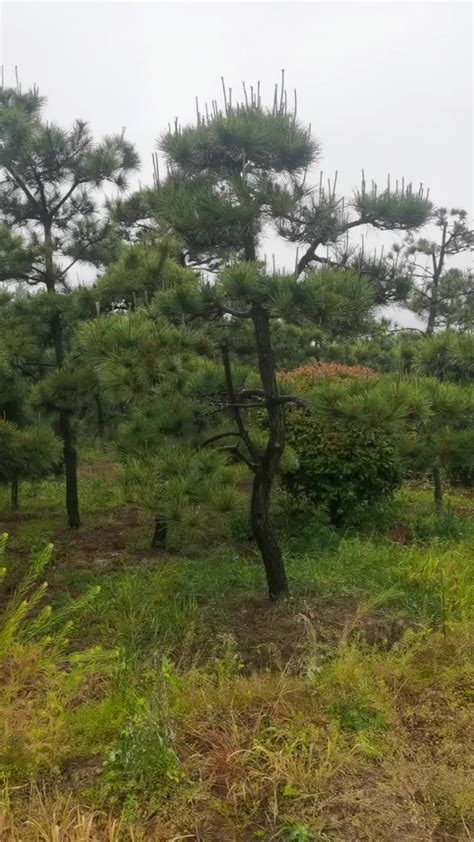 造型黑松_日照市岚山区鸿奕苗木种植场_园林网