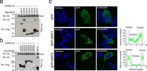 Distinct role of Sirtuin 1 (SIRT1) and Sirtuin 2 (SIRT2) in inhibiting ...