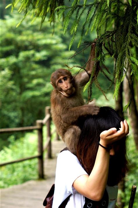 峨眉山的猴子图片,峨眉山猴子图片欣赏_大山谷图库