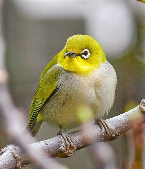 黄山低海拔区域常见鸟类——领雀嘴鹎