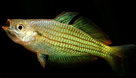 常见鱼种科普八:银汉，宝石一般的中小型鱼类 - 知乎