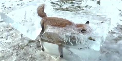 济南那只“大狐狸”被抓住了！！！快来看看这到底是只什么？【山东商报】|动物园|新媒体|微信_新浪新闻