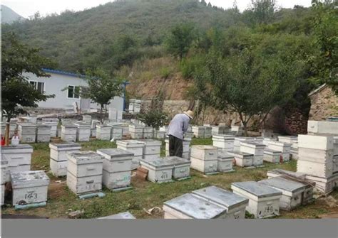 养蜂人的“甜蜜”事业（图）_新闻中心_新浪网