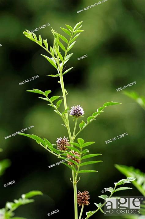 Common Liquorice, Glycyrrhiza glabra, Stock Photo, Picture And Rights ...