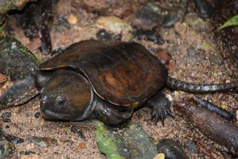 世界十大最贵龟类排名，安哥洛卡陆龟排第一(2)_巴拉排行榜