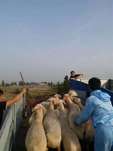 黑龙江加盟商客户购买纯种杜泊种羊，怀孕母羊