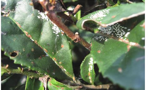 病虫害图谱图片