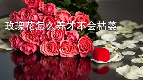 玫瑰花怎么种 —【发财农业网】
