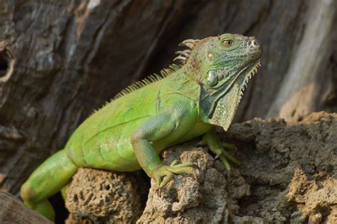 Grüner Leguan Foto & Bild | tiere, wildlife, reptilien Bilder auf ...